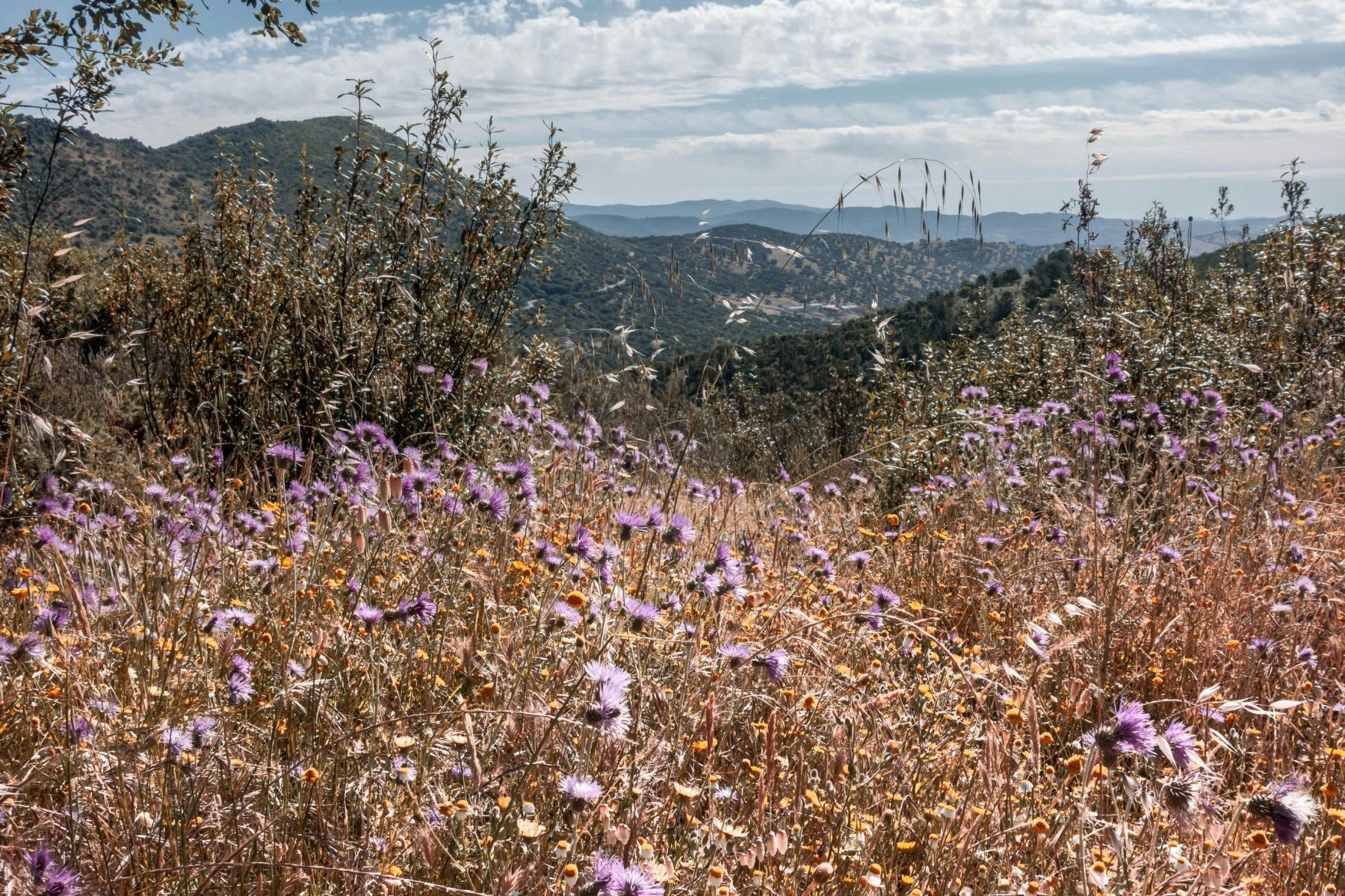 Een bergachtig landschap met wilde bloemen in Sierra Morena.