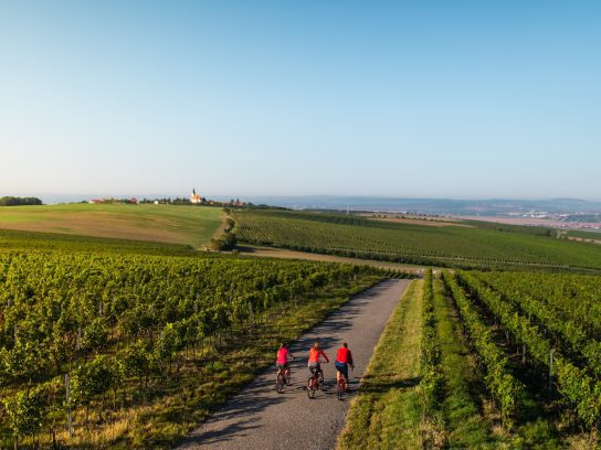 Fietsroutes in Tsjechië langs de wijnvelden