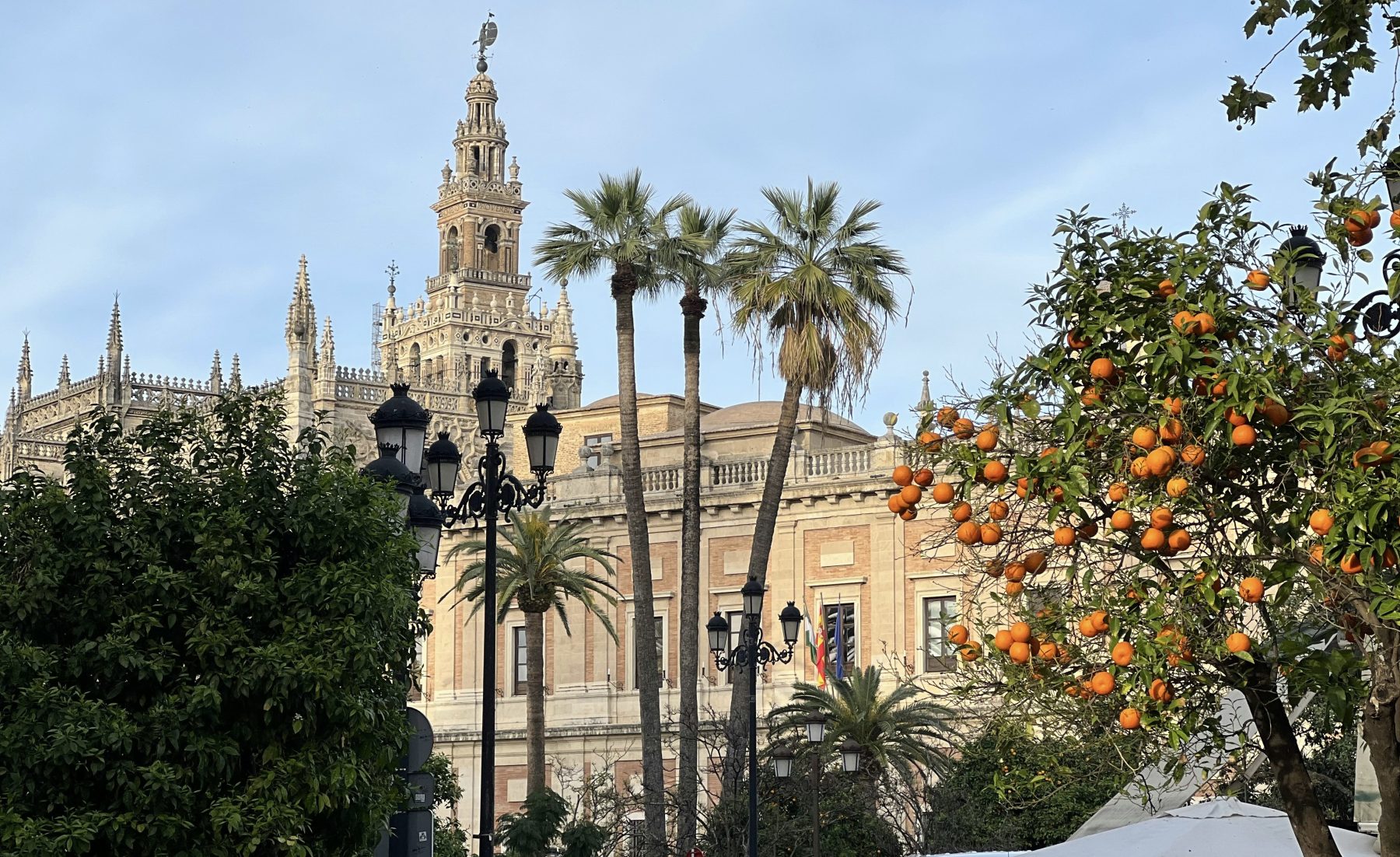 Real Alcázar met op de voorgrond verschillende bomen, waaronder palmbomen en een sinaasappelboom.